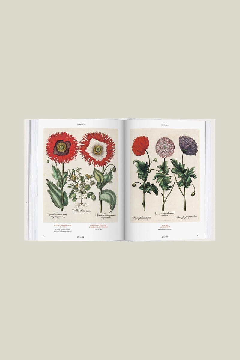 Flower Buttons - Florilegium