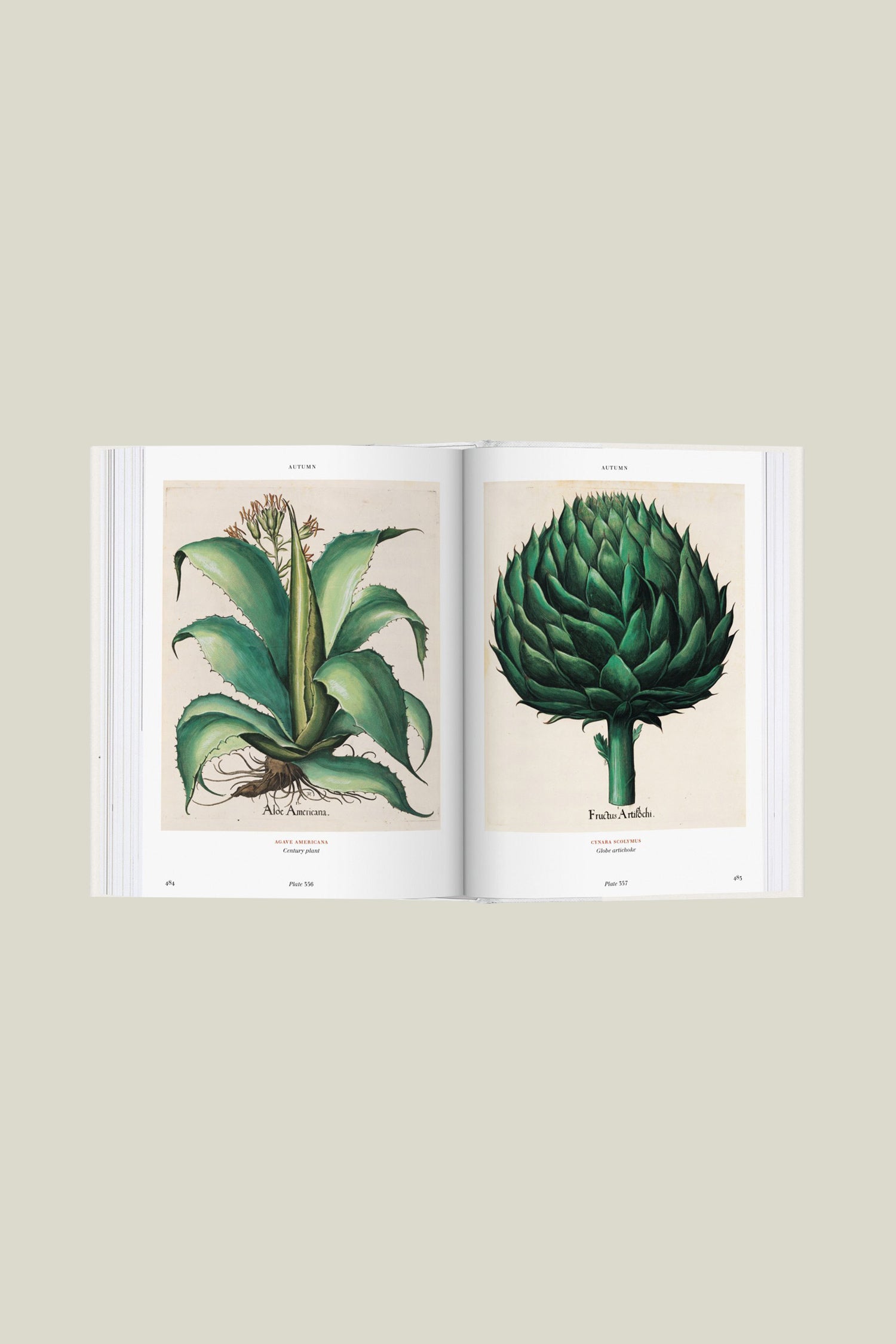 Florilegium - The Book of Plants